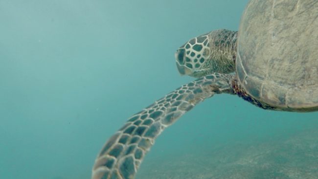 SONDER Film Music | Blue Road